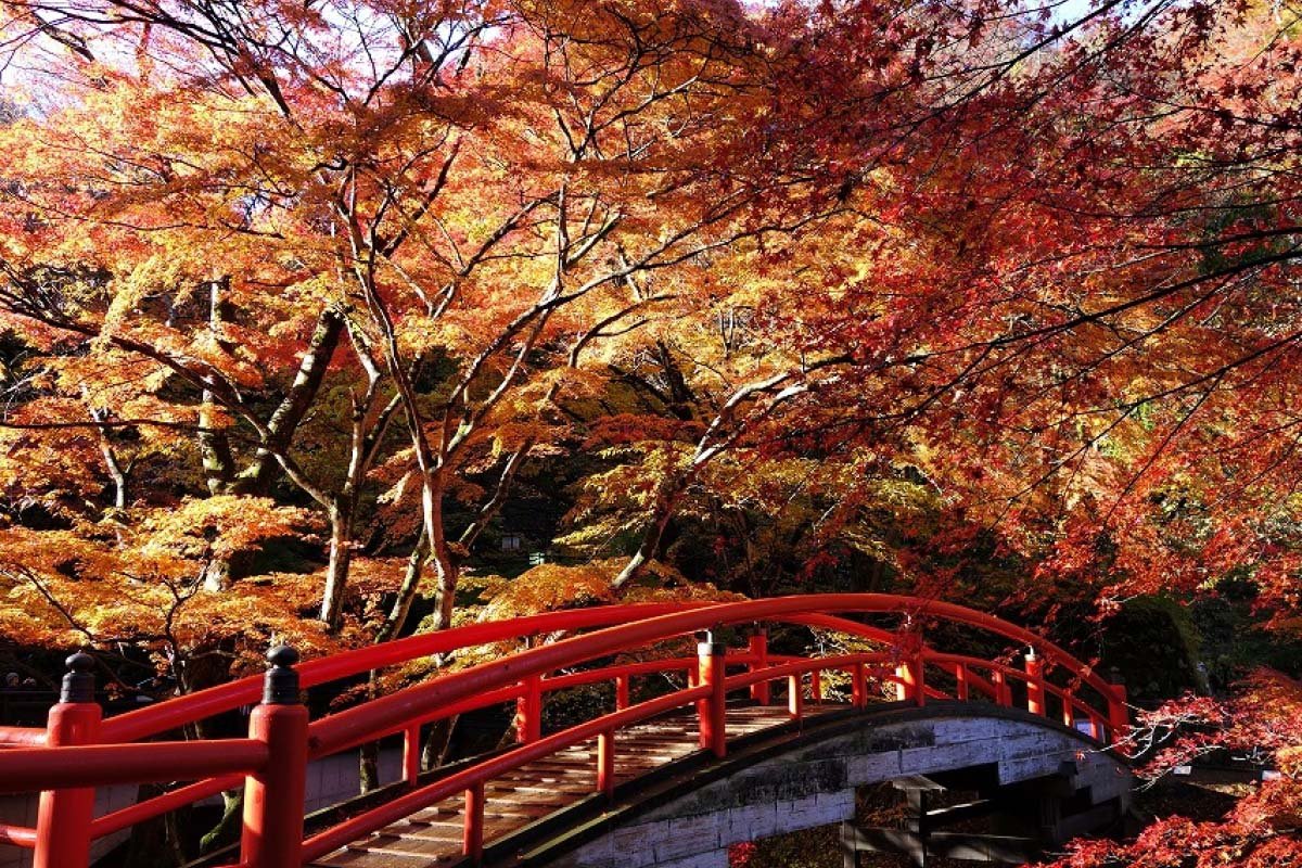 🌸 카모 붓꽃정원 (카모 쇼부엔) 이미지 5